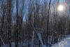 Algoma Tree-Lined Snowmobile Trail