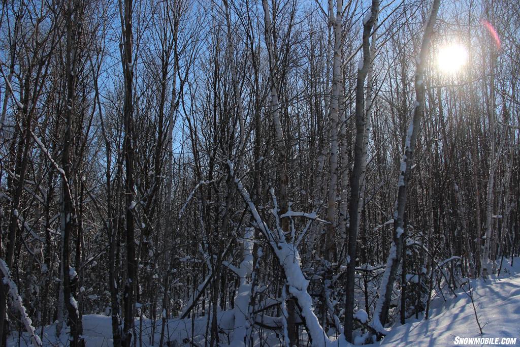 Algoma Tree-Lined Snowmobile Trail