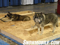 dogsled1